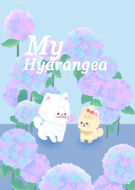 My Hydrangeas