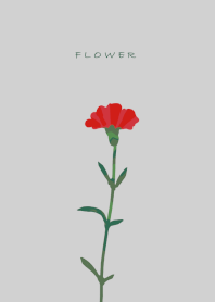 Carnation color flower