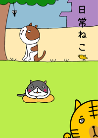 CATS - daily life