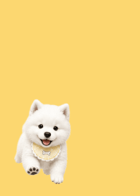Baby Samoyed light yellow