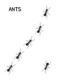 Ants