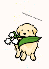 shining golden retriever-cream-