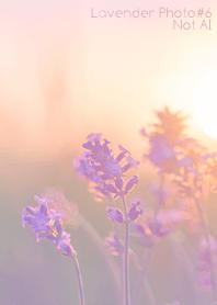 Lavender Photo #6-11 NotAI