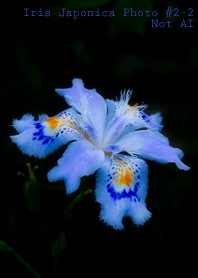 Iris Japonica Photo#2-2Not AI