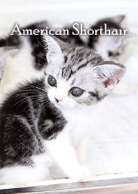 Cute dogcat American Shorthair