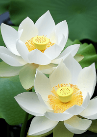 Beautiful Lotus #03
