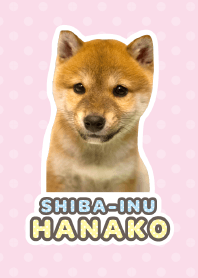Shiba Inu Hanako [PhotoTheme*a02]