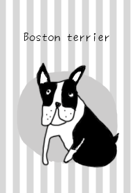 ボストンテリア (Boston terrier)