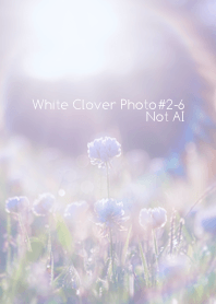 White Clover Photo#2-6Not AI