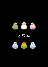 นกแก้วตัวน้อยของฉัน(ผ้าปิดตาสีดำ)