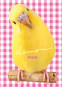 セキセイインコ レモン チェックピンク Line 着せかえ Line Store セキセイインコ レモン チェックピンク Line 着せかえ Line Store
