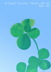 5-leaf clover Photo#2-21Not AI