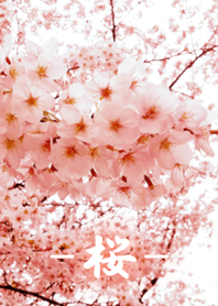 .-*桜*-.