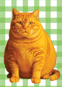 Cat Easy