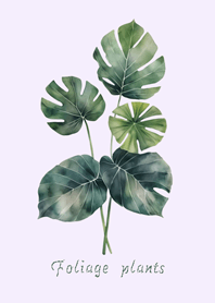 優雅觀葉植物(浪漫紫)