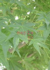 もみじ01(maple01)