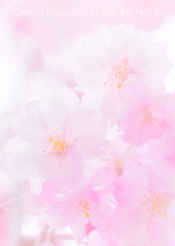 Cherry Blossoms Photo #16-18 NotAI