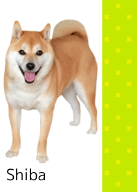 柴犬の日常6【クローバー】