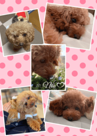 Toypoodle Noa