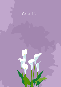 October's birth flower, Calla lily