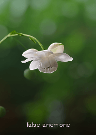 Sanyaso series, japanese false anemone