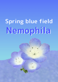 Spring blue field Nemophila