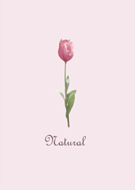 Simple tulip pink