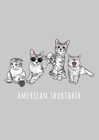 american shorthair1 / grey