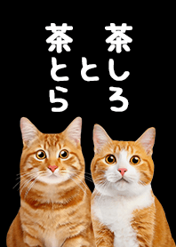 Chatora and Chashiro Cat - Black