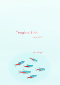 Tropical fish -Neon tetra-