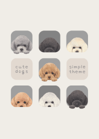 DOGS - Toy poodle - ASH GRAY