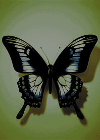 簡約美麗展開翅膀蝴蝶(抹茶綠色)