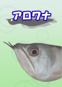 Wow! Arowana