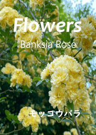 Flowers:  Banksia Rose