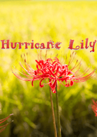 hurricane lily