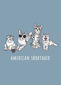 american shorthair1 / pale blue
