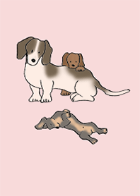 Dogs Dachshund_Pink