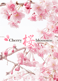 CherryBlossoms