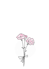 Carnation flower pink