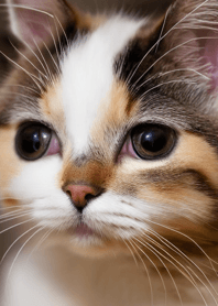 nyanko great runaway#mlgas24