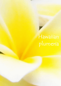 ハワイアンプルメリアフラワー写真