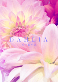 DAHLIA PURPLE 2 -MEKYM-