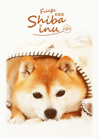 Fuyu no Shibainu