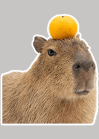 水豚真人表演 白灰色