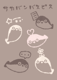 sacabambaspis tukaiyasui chocolate