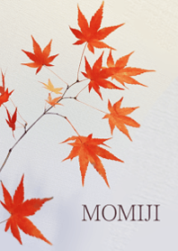 Maple leaves in autumn9.