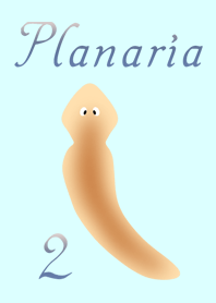 Planaria ( D.japonica ) 2