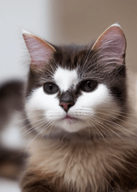 Cats run wild #DLGaP110.