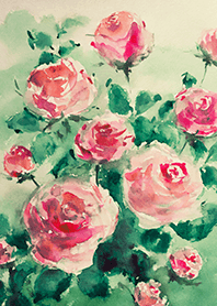 Beautiful rose flower(R4447)