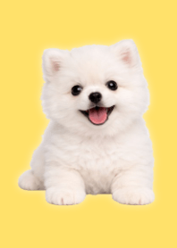 White Pomeranian Plush Yellow 04